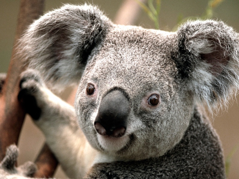 Plik:Koala.jpg